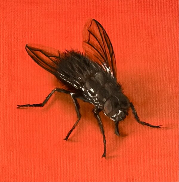 Fliege, Öl/Leinwand, 20 x 20 cm, 2025