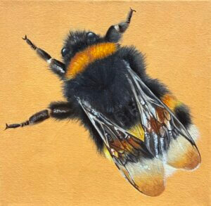 Hummel, Öl/Leinwand, 20 x 20 cm, 2026