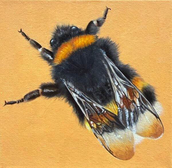 Hummel, Öl/Leinwand, 20 x 20 cm, 2026