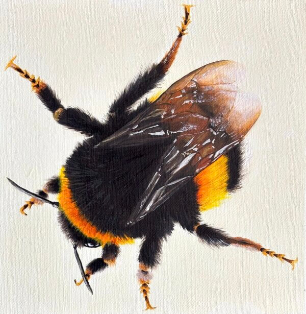 Hummel, Öl/Leinwand, 20 x 20 cm, 2025