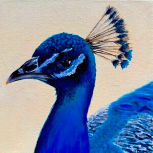 Pfau, Öl/Leinwand, 20 x 20 cm, 2026