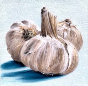 Knoblauch, Öl/Leinwand, 15 x 15 cm, 2025