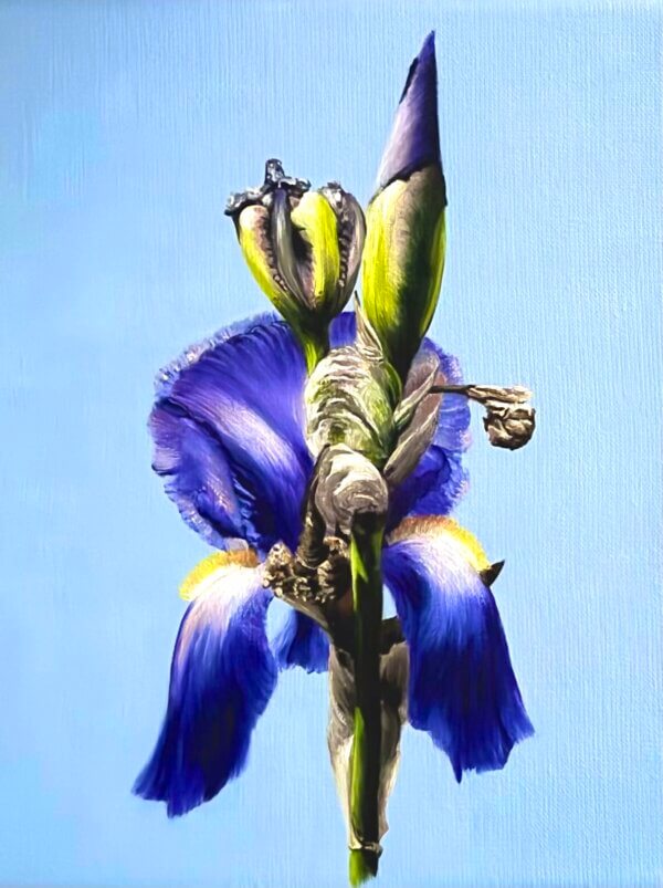 Iris, Öl/Leinwand, 24 x 30 cm, 2026