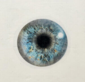 Augeniris